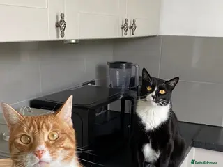 Domestic Shorthair cats Brother cats for sale - Advert 14