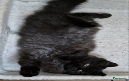 Mixed Breed cats for sale: Black smoke longhair female kitten - Image 4
