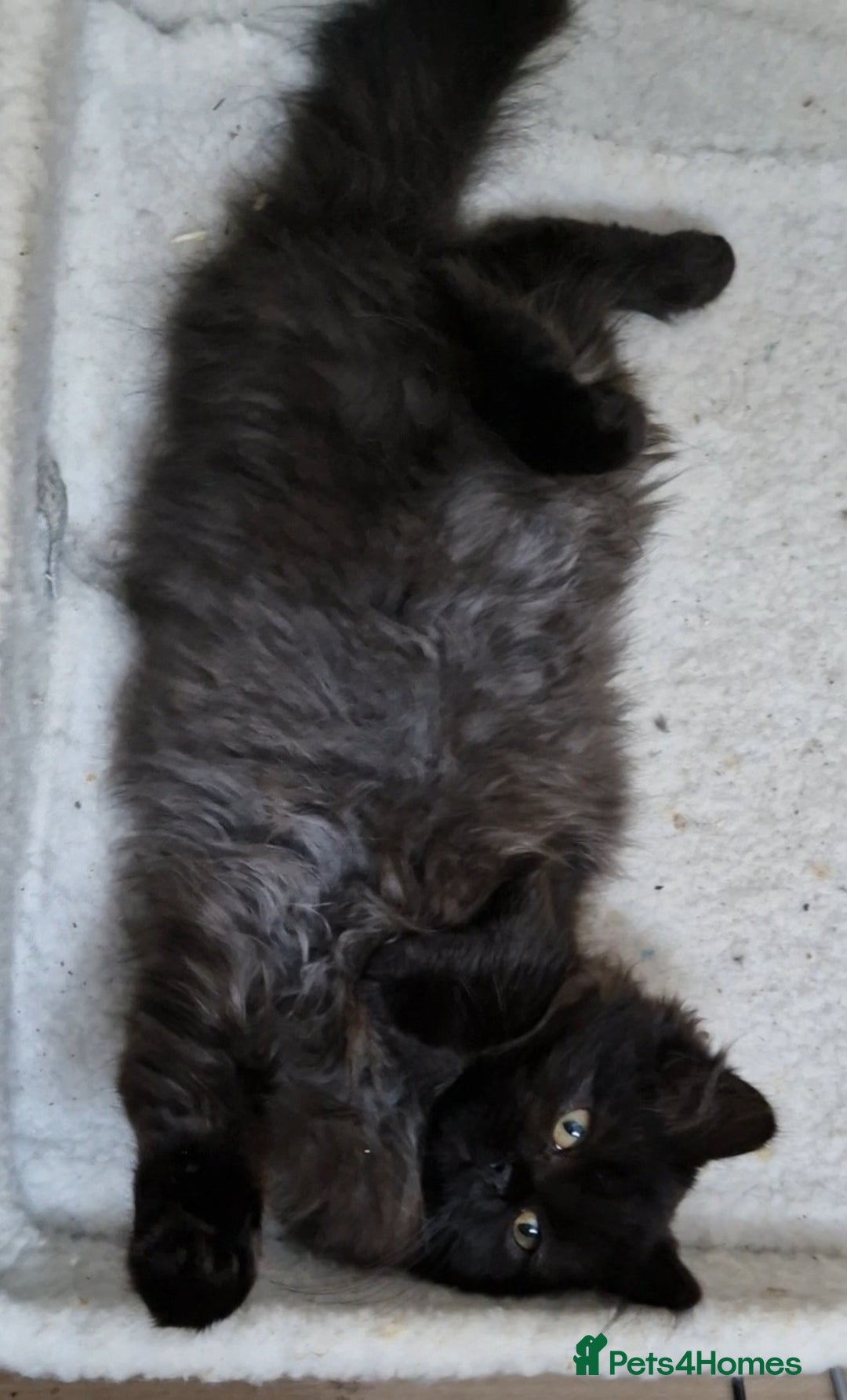 Mixed Breed cats for sale: Black smoke longhair female kitten - Image 4