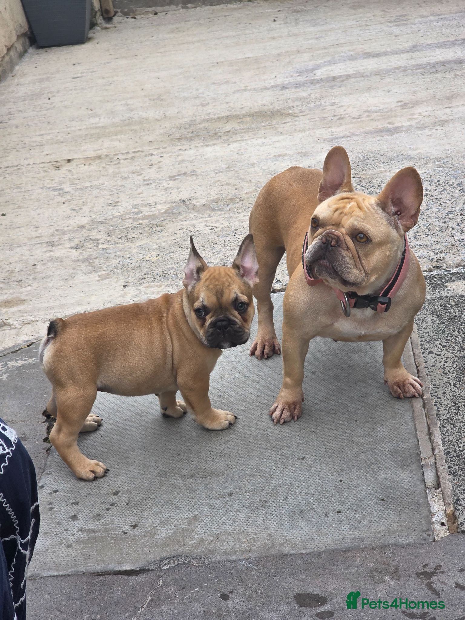 French Bulldog dogs 9 week old french bulldog pup - Advert 1