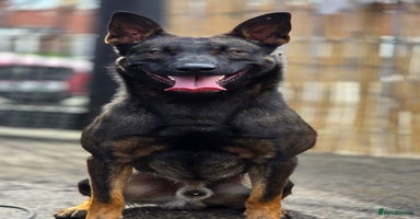 Belgian Shepherd Dog dogs - Advert 5