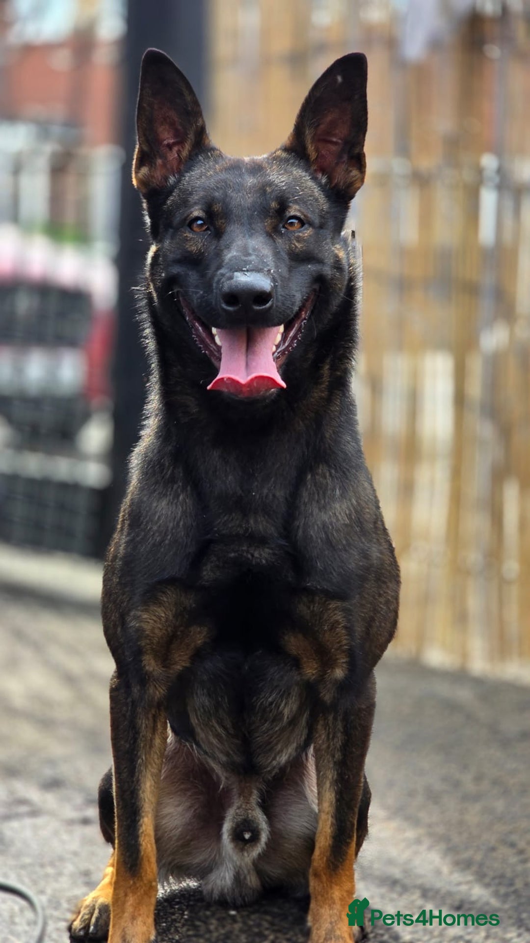 Belgian Shepherd Dog dogs for sale: Exceptional Herders from World-Class Lines - Image 2