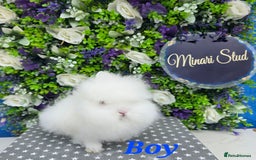 Lionhead rabbits for sale: Purebred lionhead babies available now  in Gloucester - Image 4