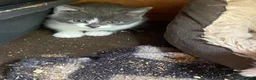 Mixed Breed cats for sale: Farm reared grey kittens  - Advert 3
