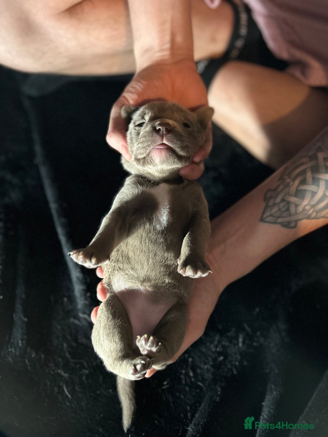 Mixed Breed dogs for sale: Staffadors staffy x labs  - Advert 25