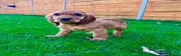 Cocker Spaniel dogs for sale: Golden Show CockerSpaniel Babies 🐾🐾🐾 - Advert 12