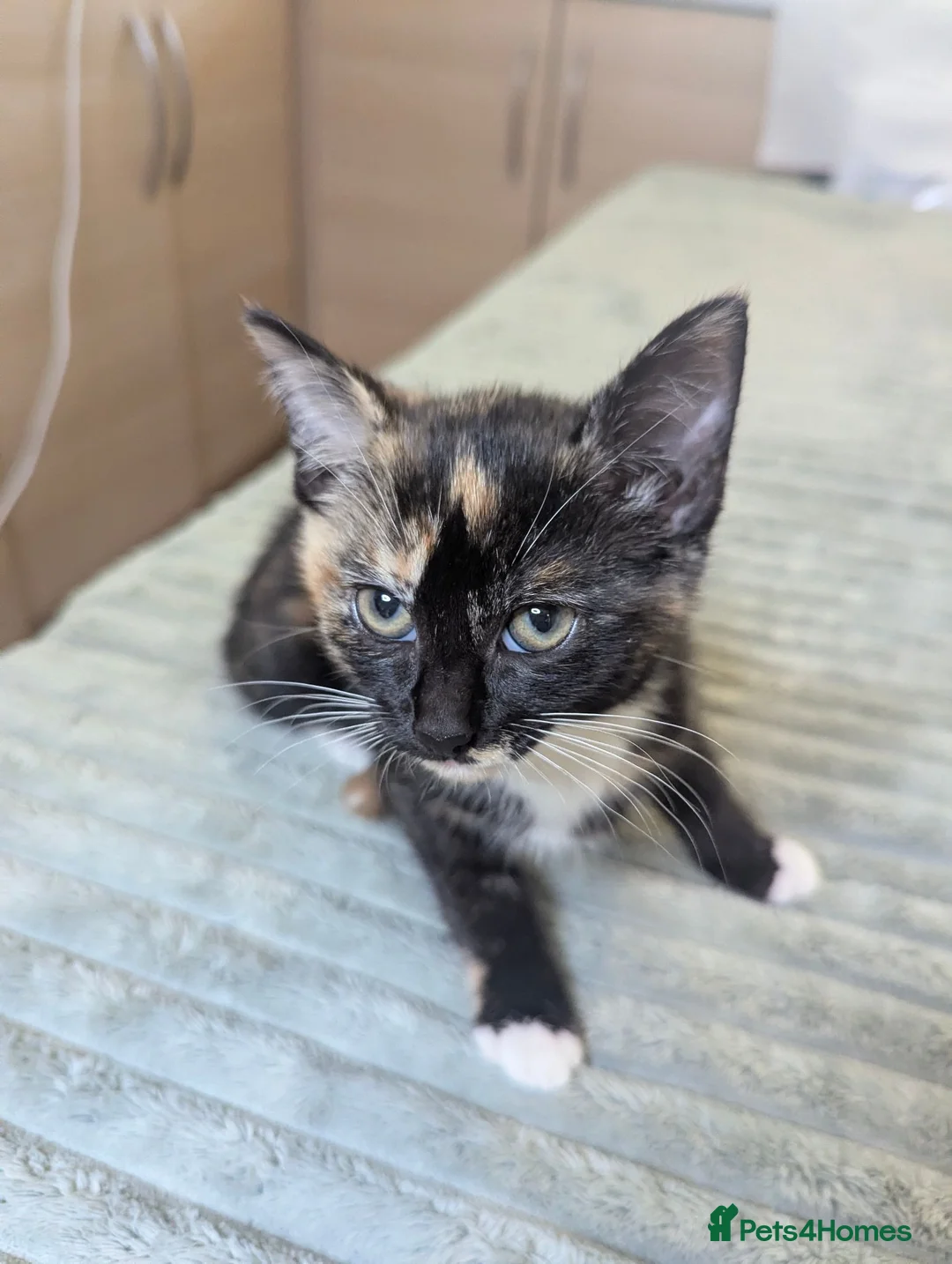 Mixed Breed cats for sale: Calico female kitten - Advert 2