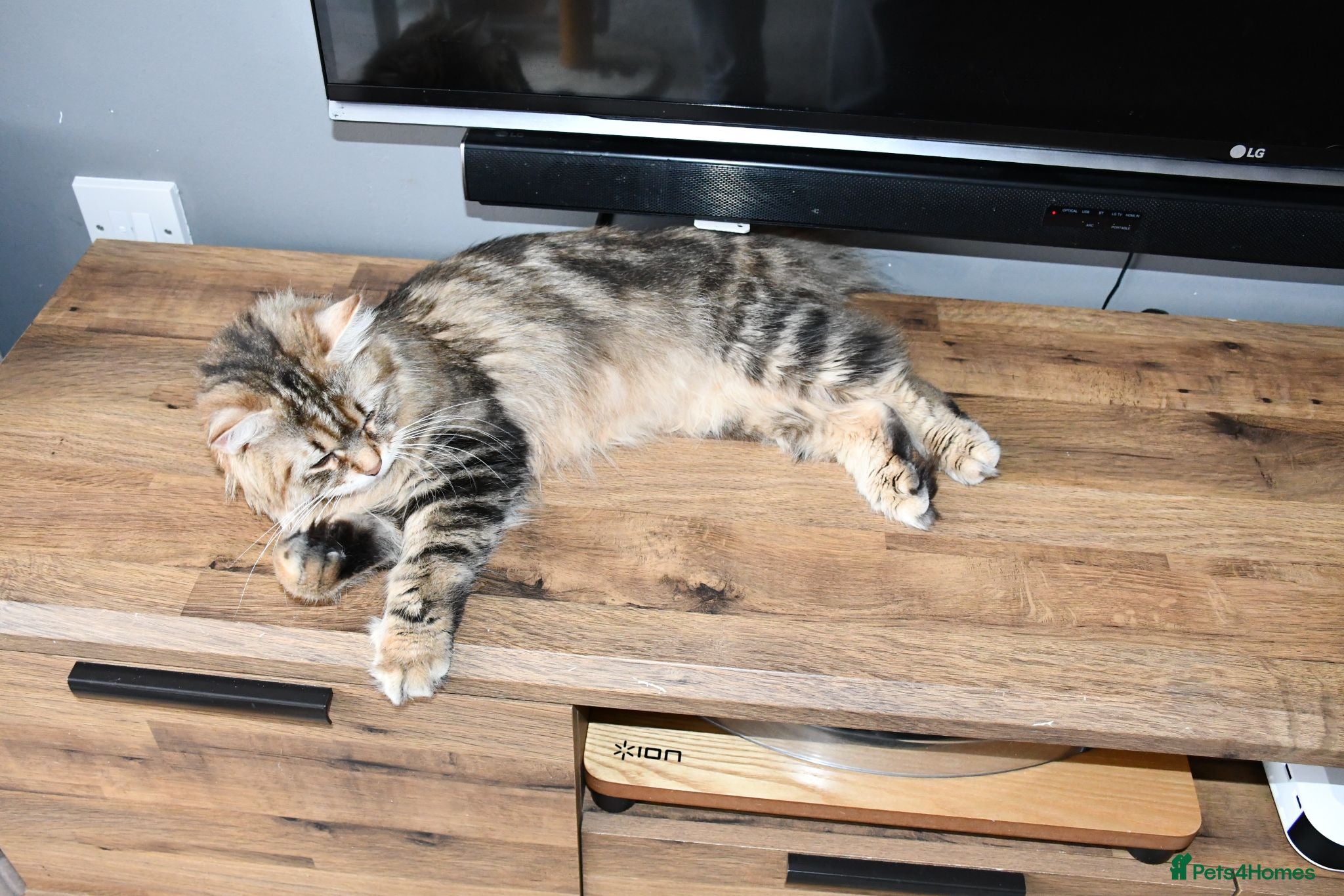 Siberian cats Pedigree Siberian Kittens from Tunguska House - Advert 1