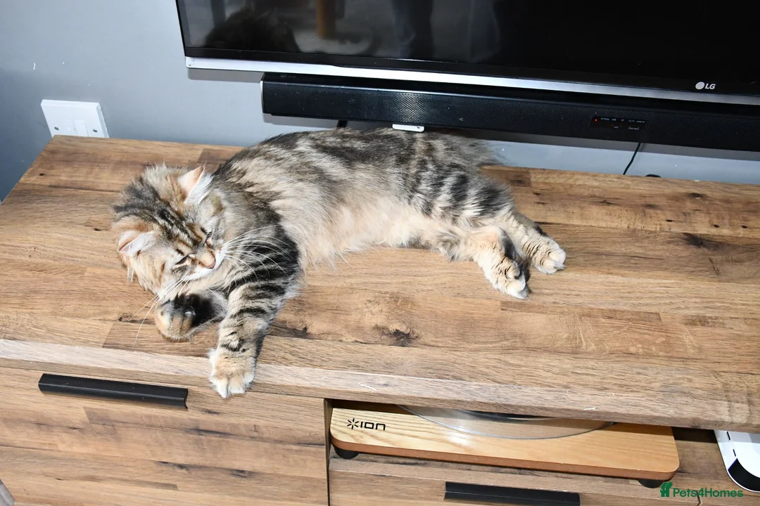 Siberian cats for sale: Pedigree Siberian Kittens from Tunguska House - Advert 1