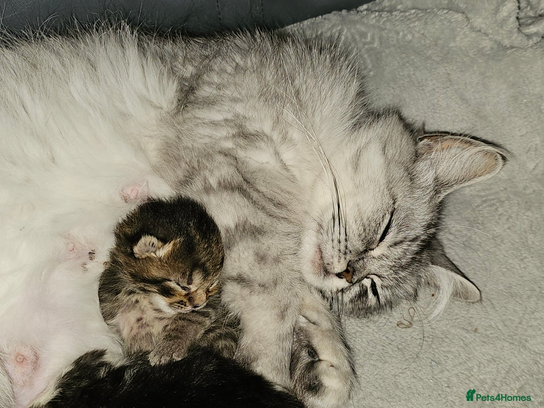 Persian cats for sale: Tabby female with full set up ready to go. - Image 30
