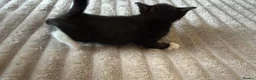 Mixed Breed cats for sale: kitten male - Advert 4