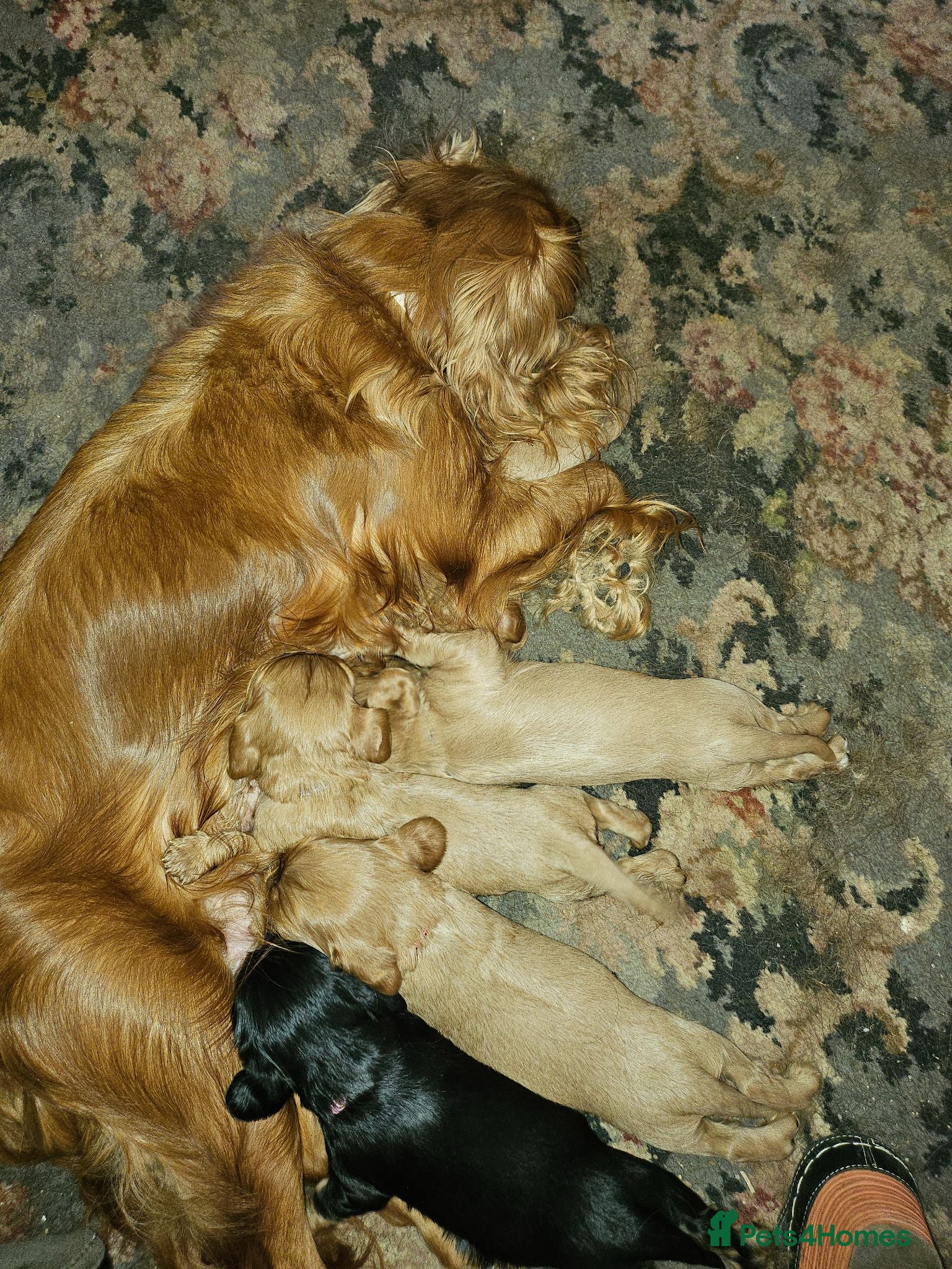 King Charles Spaniel dogs For Sale  - Advert 1