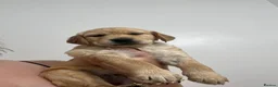 Golden Retriever dogs for sale: Extensively health tested kc reg golden retrievers - Advert 8
