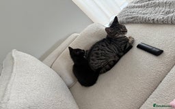 British Shorthair cats for sale: Beautiful boy - Image 2