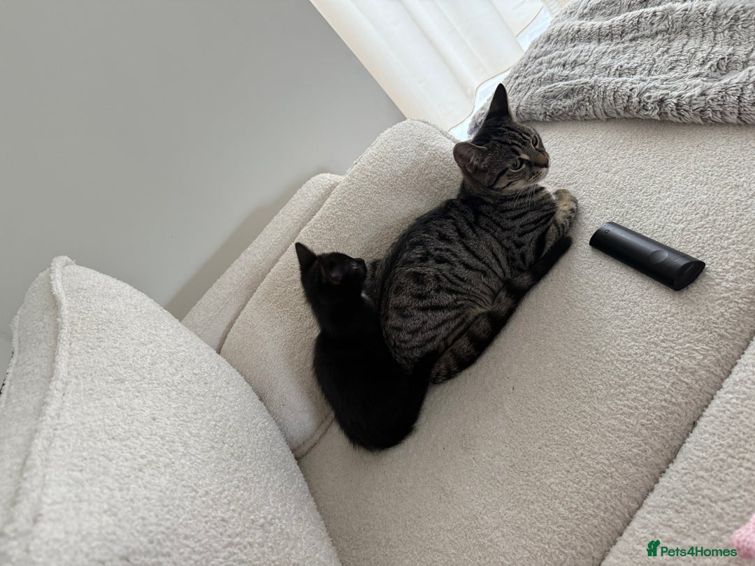British Shorthair cats for sale: Beautiful boy - Image 2