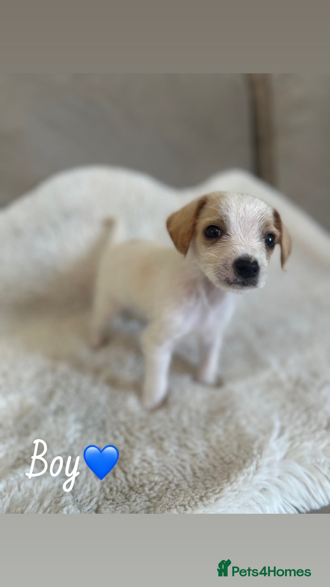 Jackshund dogs Jack Russell pups - Advert 1