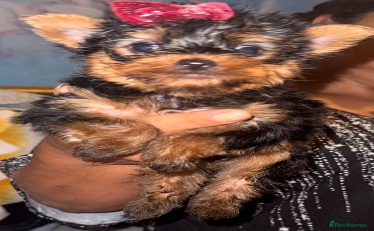 Yorkshire Terrier dogs - Advert 3