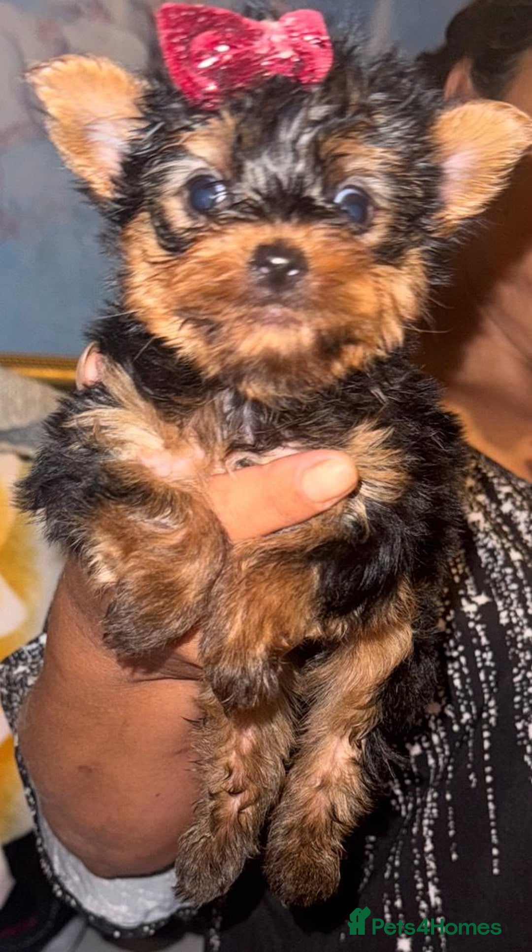 Yorkshire Terrier dogs for sale: Yorkshire terrier , male ,female  - Image 1