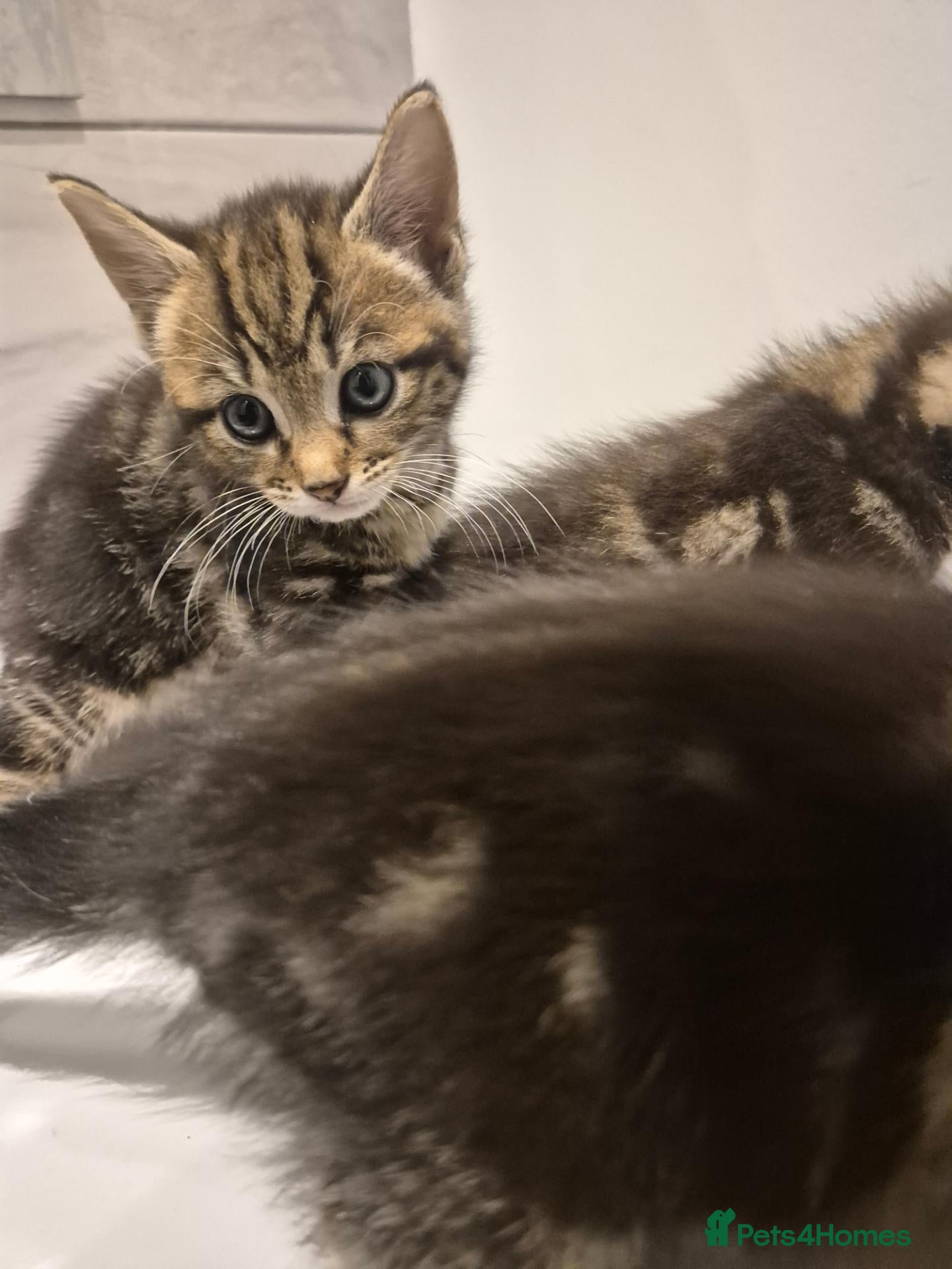 Mixed Breed cats Cute tabby kittens ready to go to their new homes - Advert 3