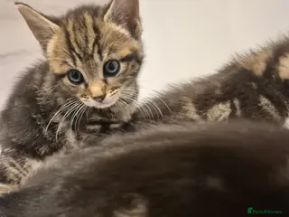 Mixed Breed cats Cute tabby kittens ready to go to their new homes - Advert 1