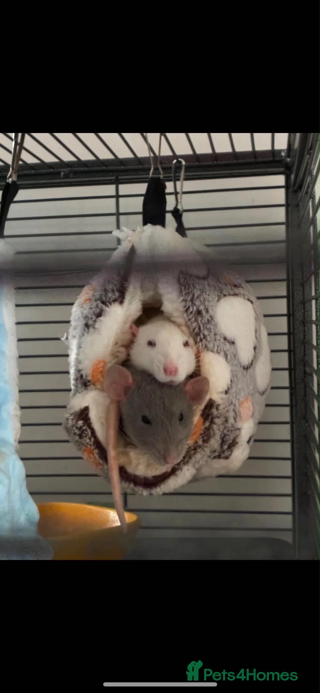 Rat rodents for sale: 2 male dumbo rats  in Stockport - Advert 1