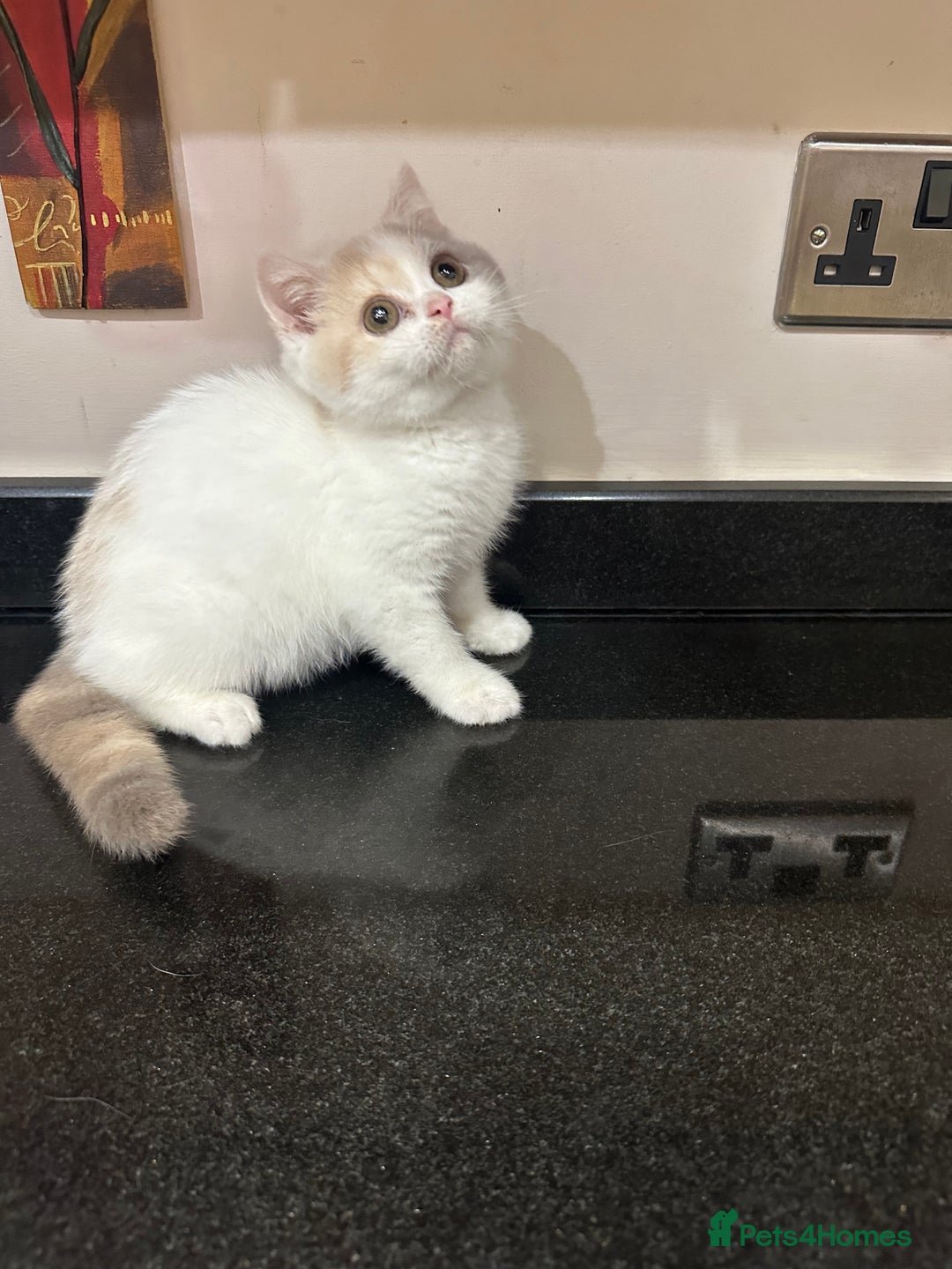 British Shorthair cats for sale: Lilac,Blue,BiColours & Colourpoint Registered  - Image 4