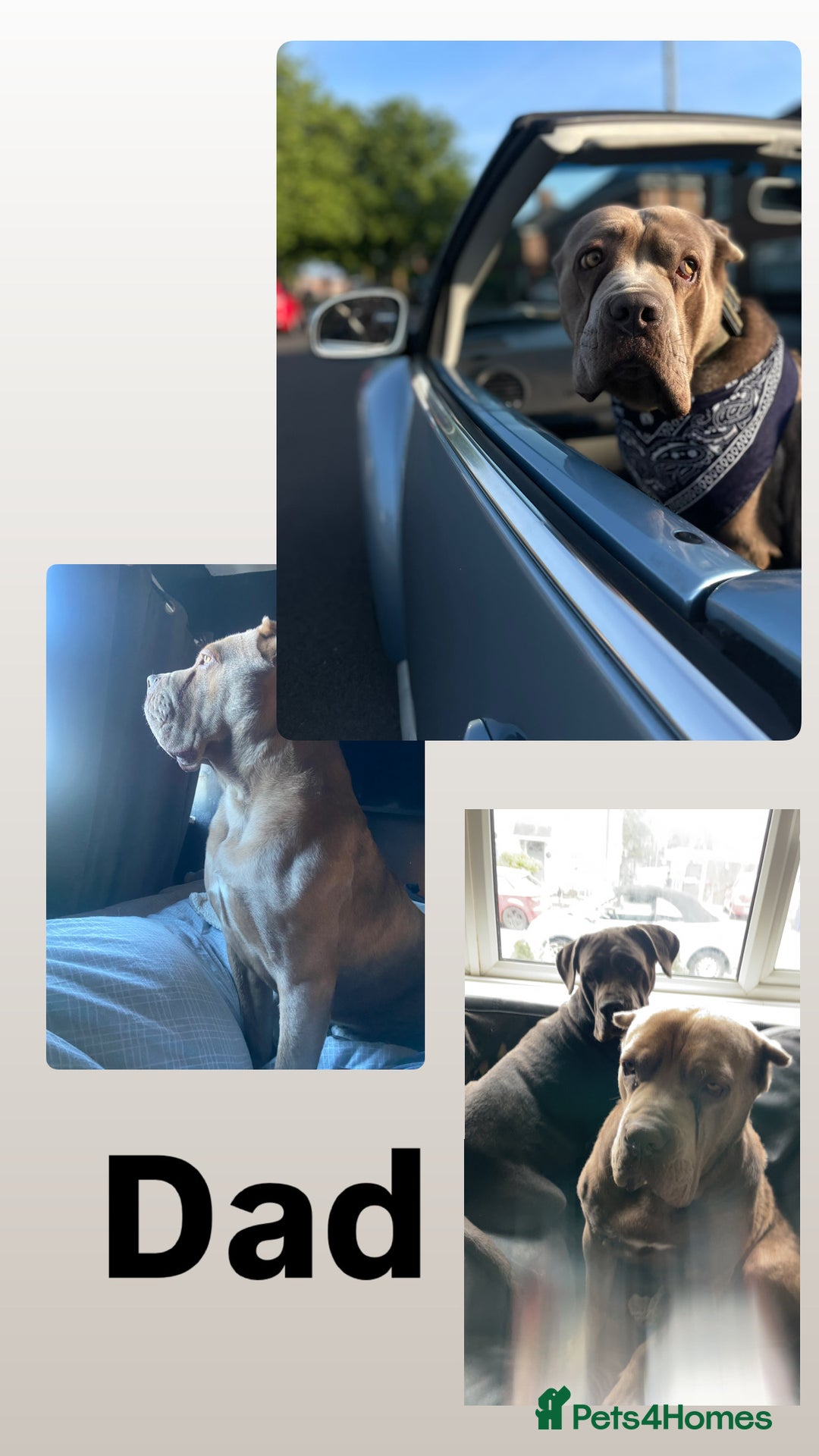 Cane Corso dogs for sale: Pure bred cane corso pups (lilac & grey) - Image 8