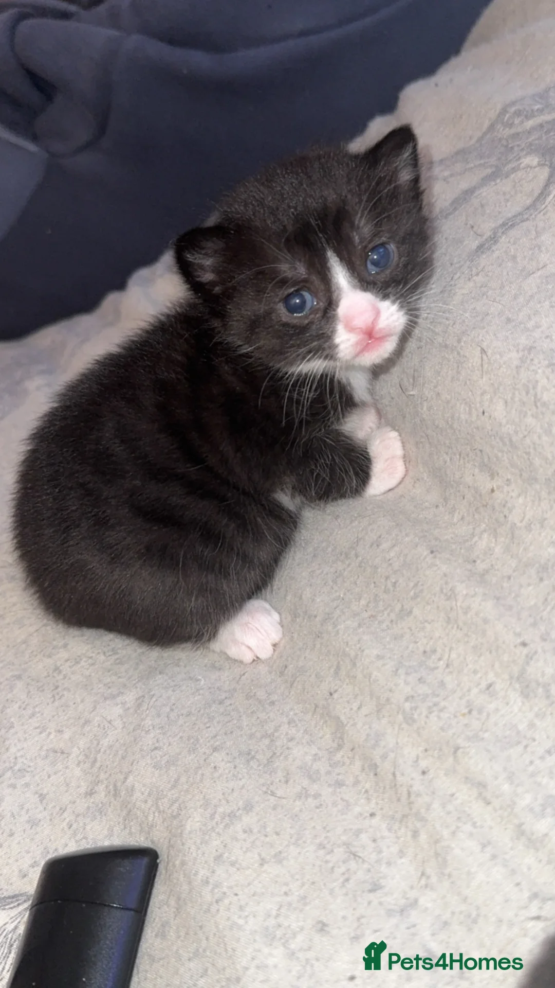 Domestic Shorthair cats for sale: Kittens  in Woodhall Spa - Advert 2