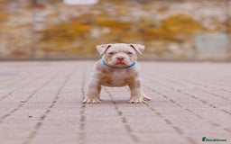 American Bully dogs for sale: REAL QUALITY BULLYS READY  - Image 4