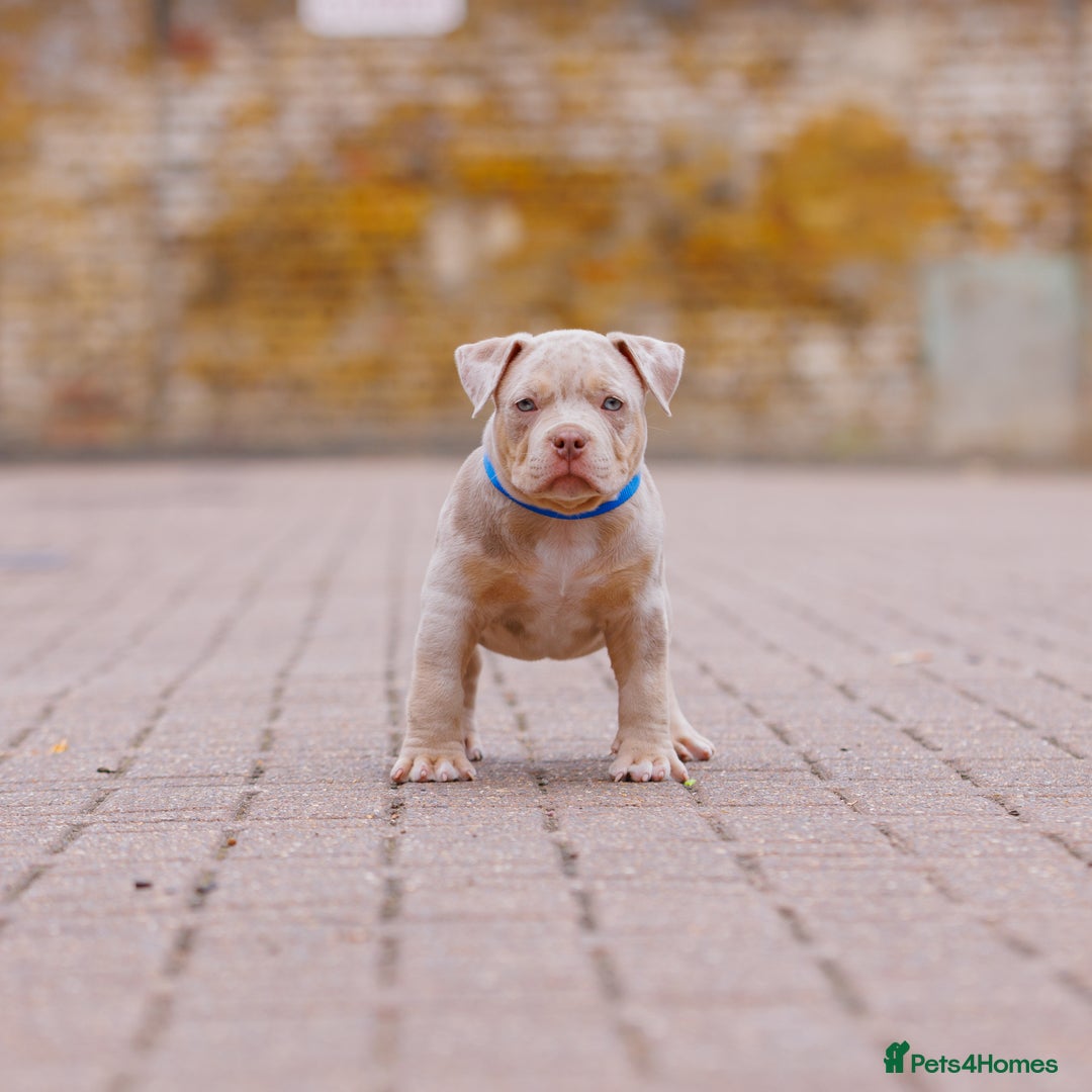 American Bully dogs for sale: REAL QUALITY BULLYS READY  - Image 4