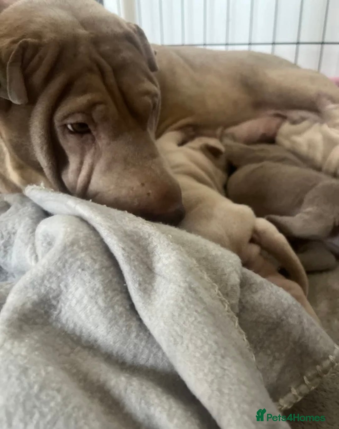 Shar Pei dogs for sale: Sharpei puppies - Advert 2