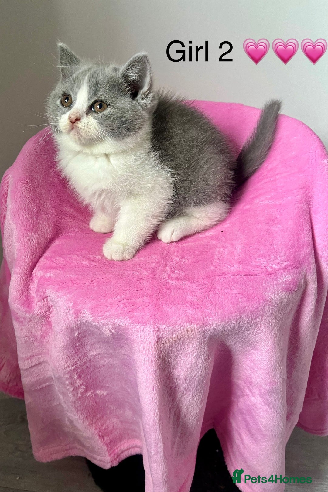 British Shorthair cats for sale: 💗💙💗💙GCCF BRITISH SHORTHAIR KITTENS  - Image 2