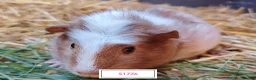 Guinea Pig rodents for sale: Stunning Baby Guine Pigs (sows and boars)  - Advert 11