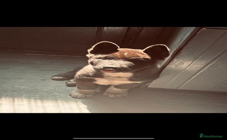 Akita dogs - Advert 1