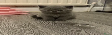 British Shorthair Kitten 2