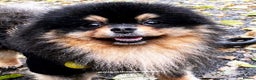 Pomeranian dogs for stud: Top Quality Champion Lines Pomeranian Stud in Ebbw Vale - Advert 6