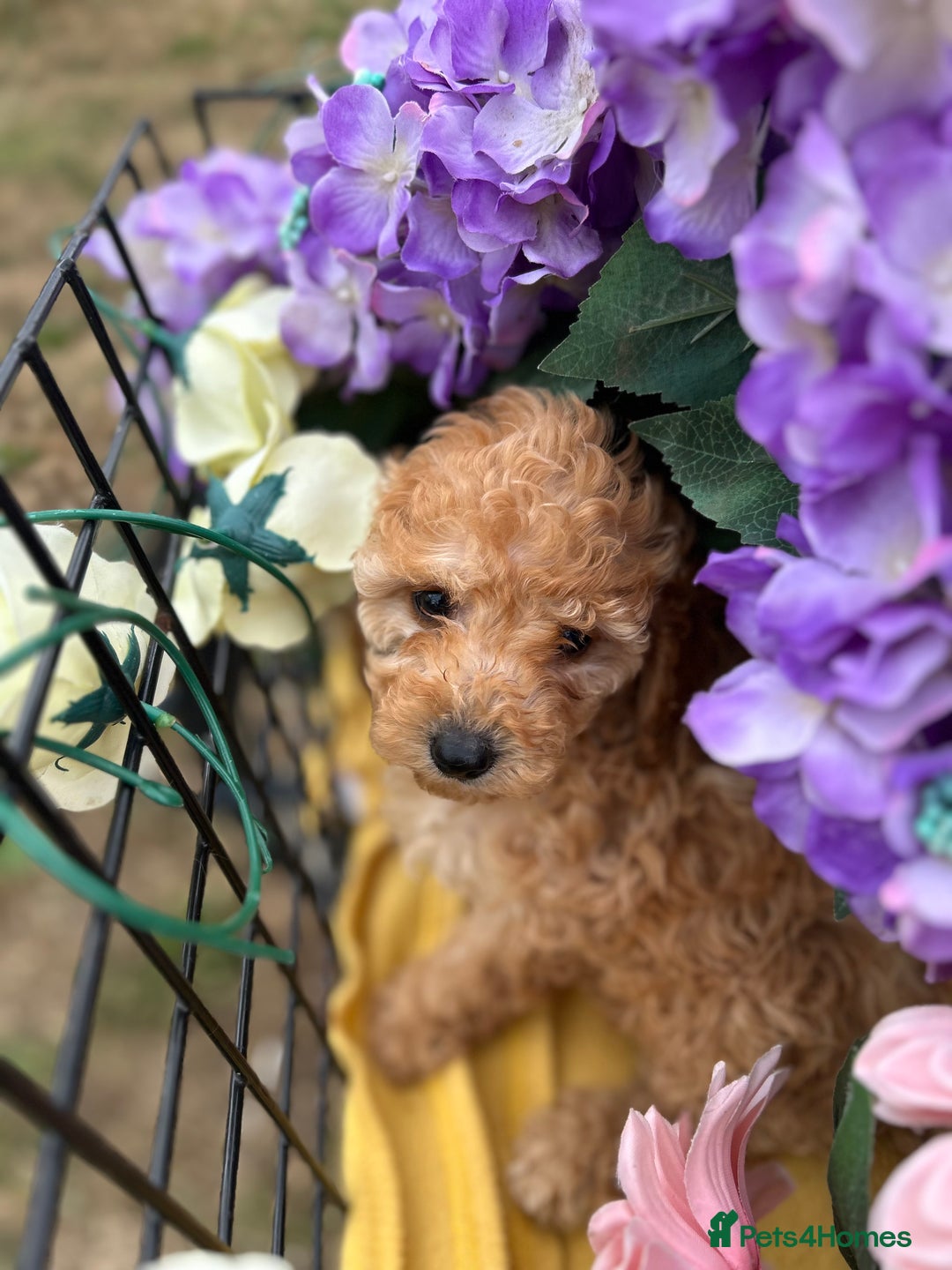 Cockapoo dogs for sale: YANKYDOODLES  ( COCKERPOOS) - Image 12