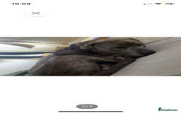 Mixed Breed dogs for sale: Staff for sale  - Image 2