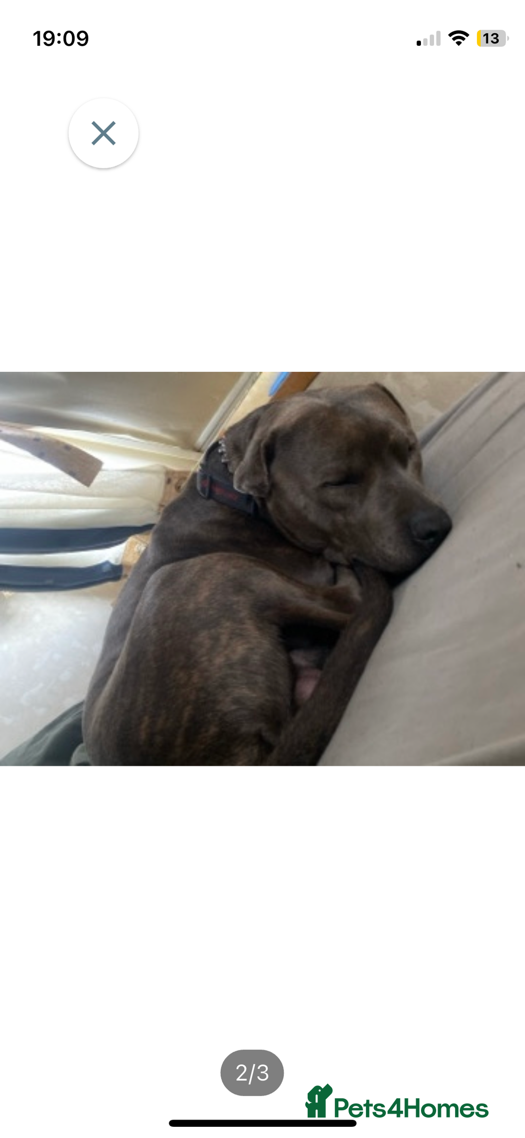 Mixed Breed dogs for sale: Staff for sale  - Image 2