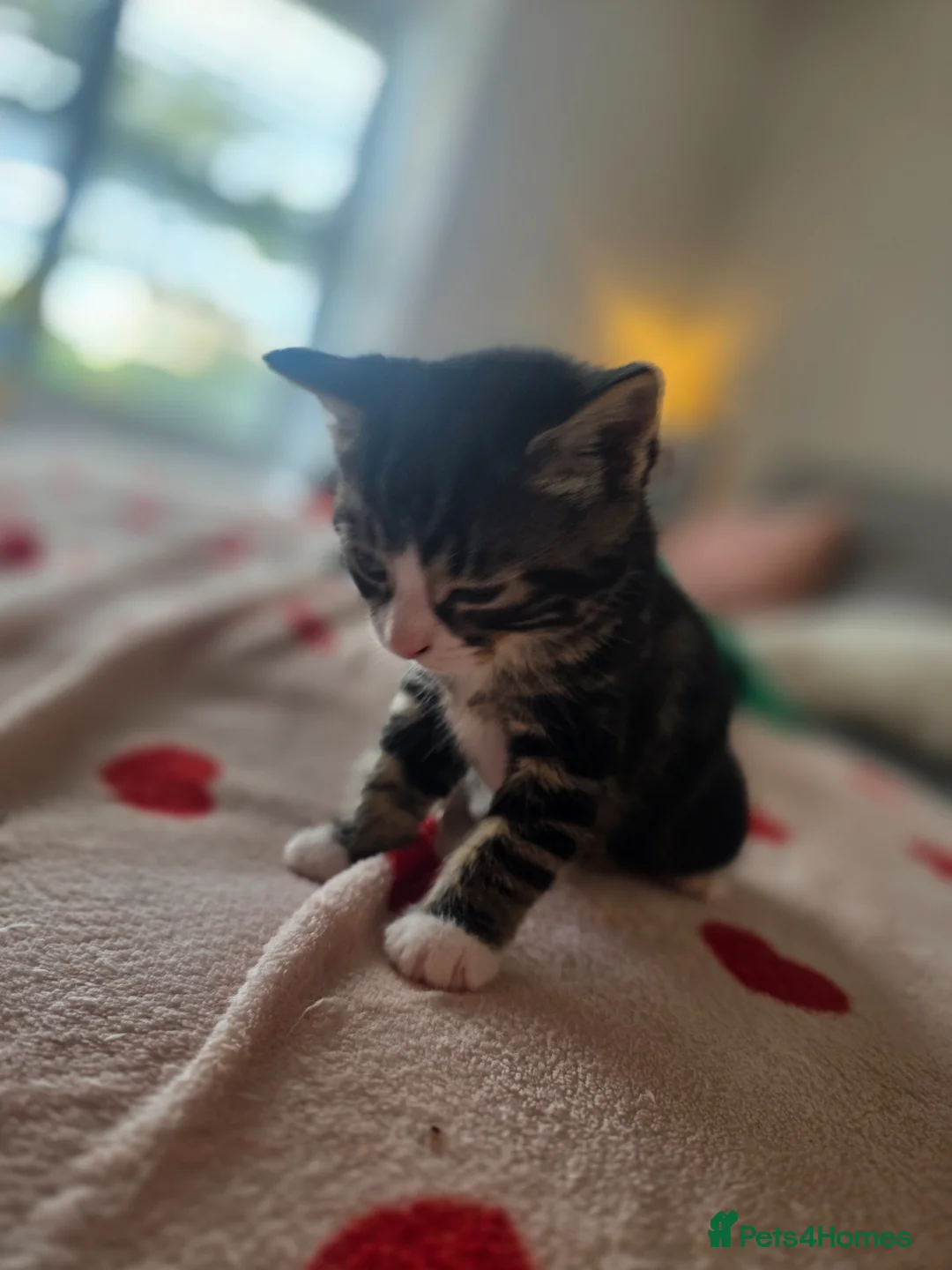 Mixed Breed cats for sale: Kittens for sale in Liphook - Advert 8