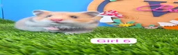 Hamster rodents for sale: Baby Syrian Hamsters Boys Girls Pedigree - Advert 12