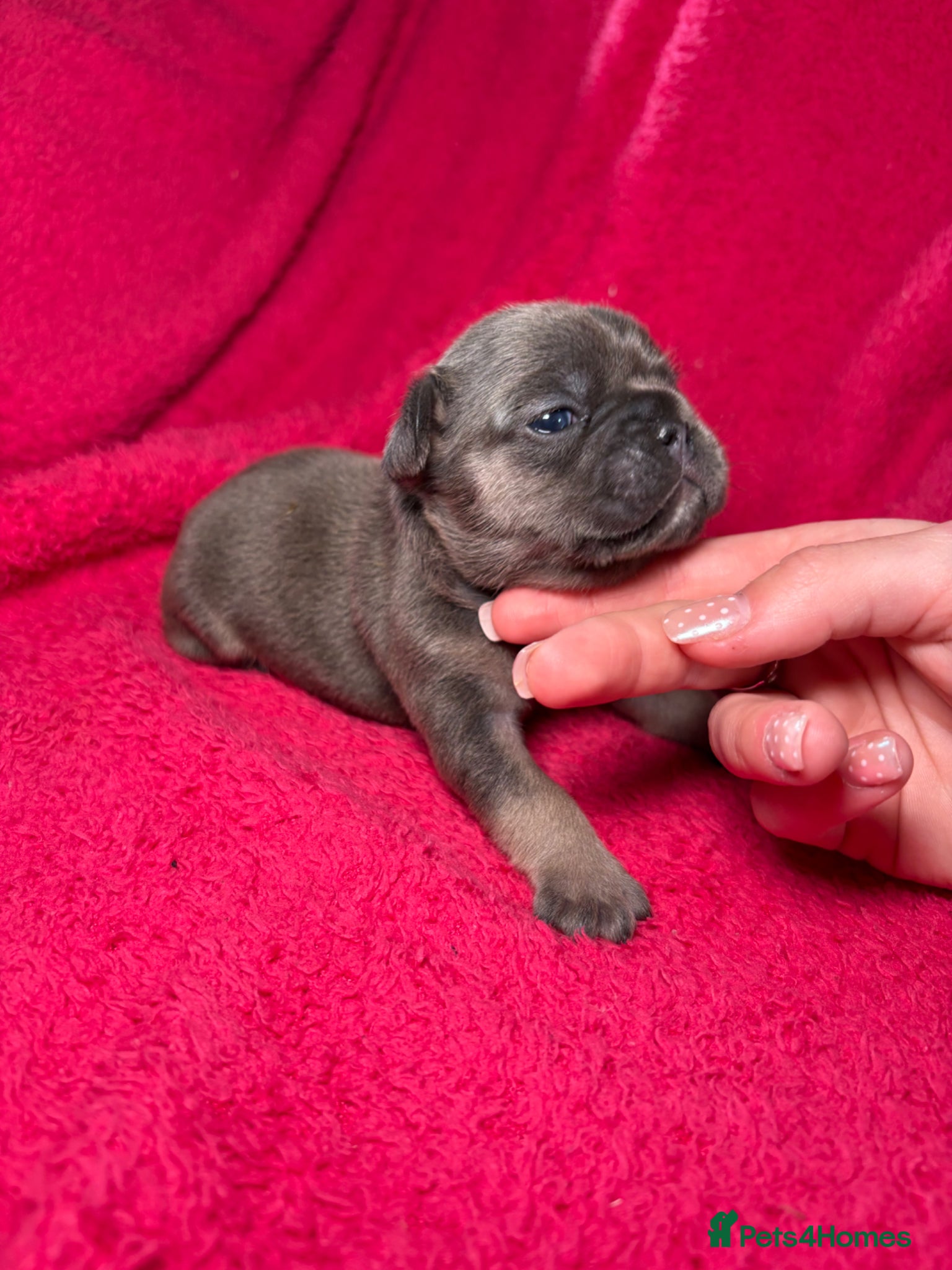 French Bulldog dogs for sale: 🤍Quality bred french bulldog puppies🤍 in Dolgellau - Advert 4