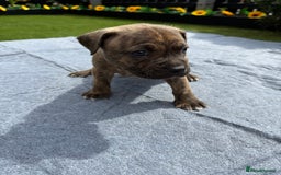 Mixed Breed dogs for sale: 6 gawjus puppy’s   - Image 6