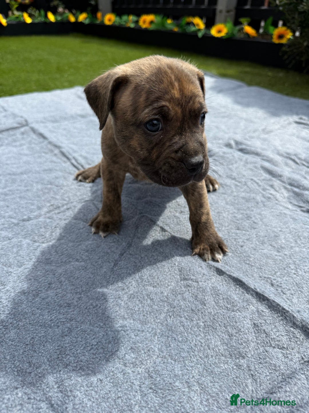 Mixed Breed dogs for sale: 6 gawjus puppy’s   - Image 6