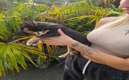 English Bull Terrier dogs for sale: English bullterrier pups for sale  - Image 20