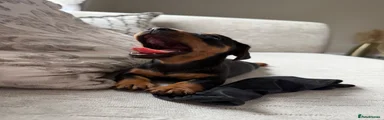 Miniature Dachshund 1