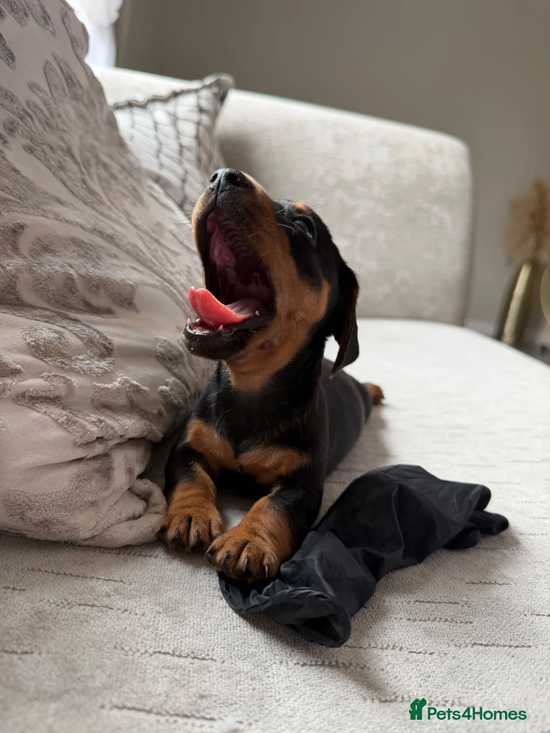Miniature Dachshund dogs for sale: True mini dachshunds boy girl left - Advert 1