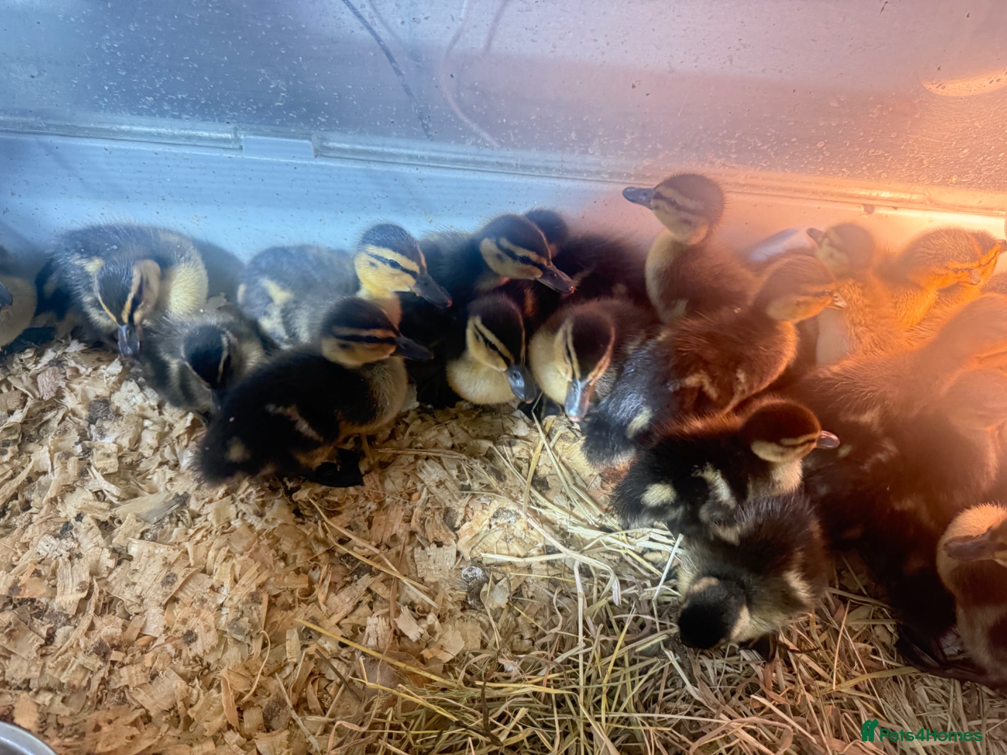 Ducks poultry Mallard ducklings  - Advert 1