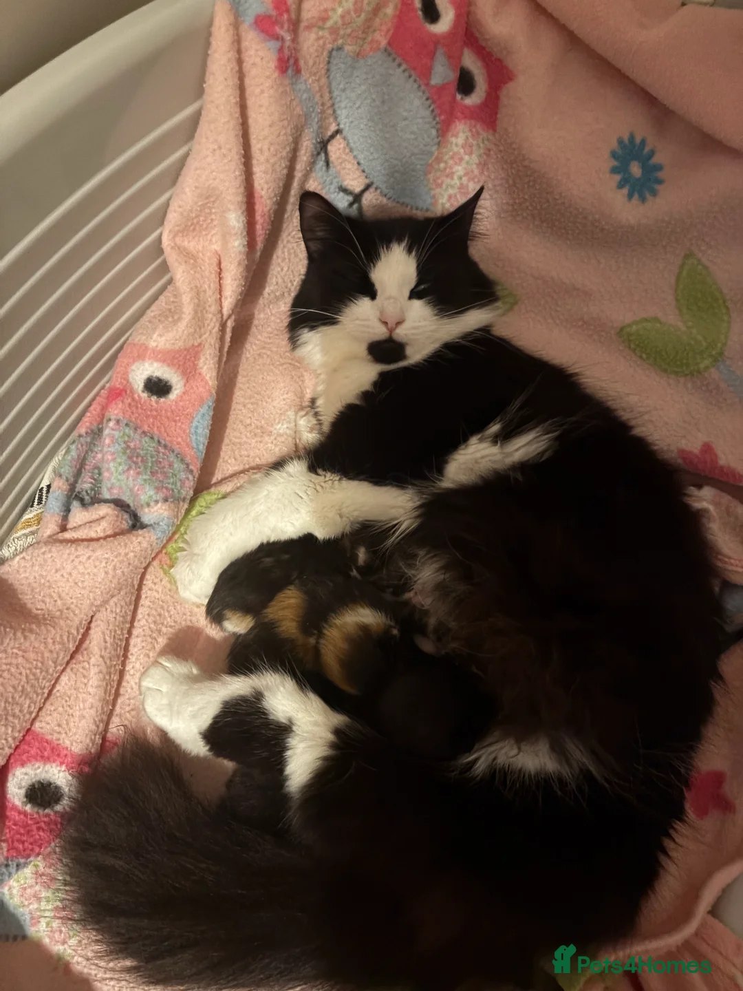 Mixed Breed cats for sale: Male black and white kitten  - Advert 2