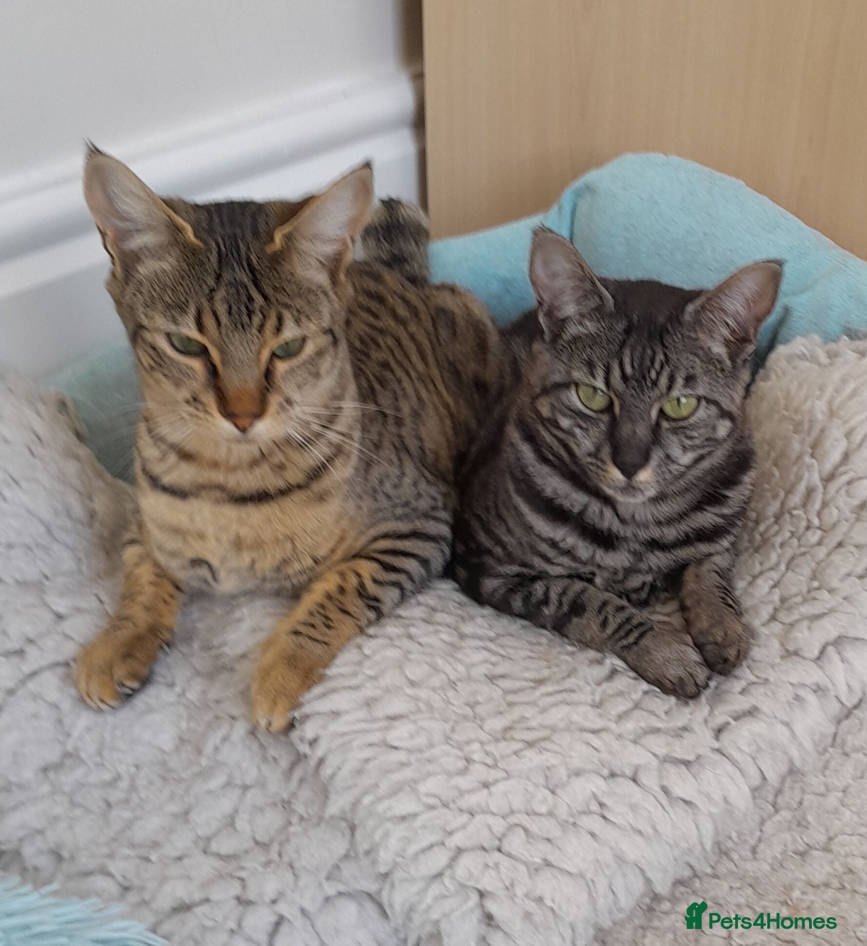 Savannah cats TICA Reg, F5 100% Savannah Pedigree Girl Kitten - Advert 4